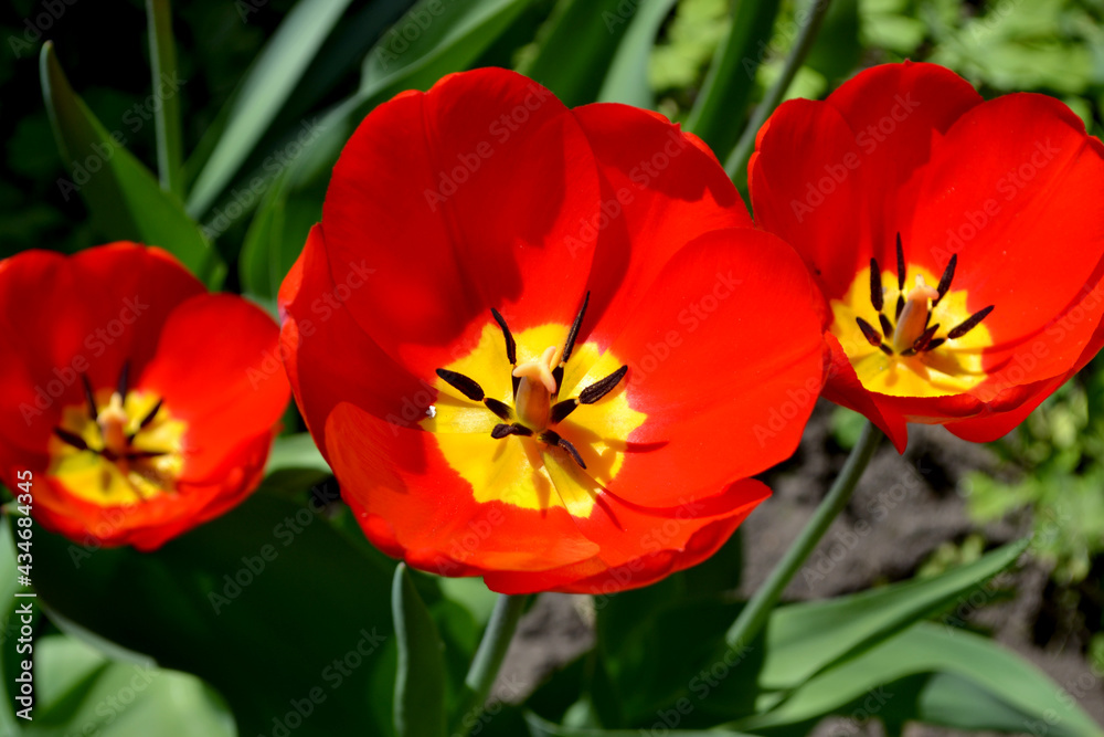 Beautiful flower abstract background of nature. Spring landscape. Tulip. Tulipa