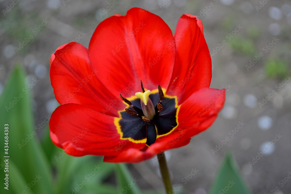 Beautiful flower abstract background of nature. Spring landscape. Tulip. Tulipa Beautiful flower abstract background of nature. Spring landscape. Tulip. Tulipa