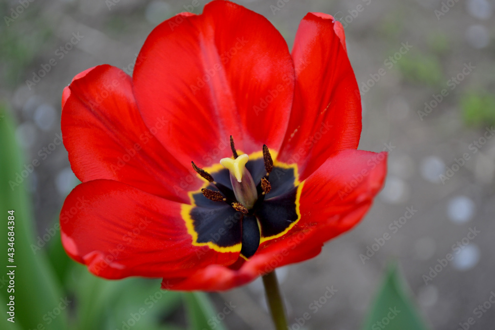 Beautiful flower abstract background of nature. Spring landscape. Tulip. Tulipa Beautiful flower abstract background of nature. Spring landscape. Tulip. Tulipa
