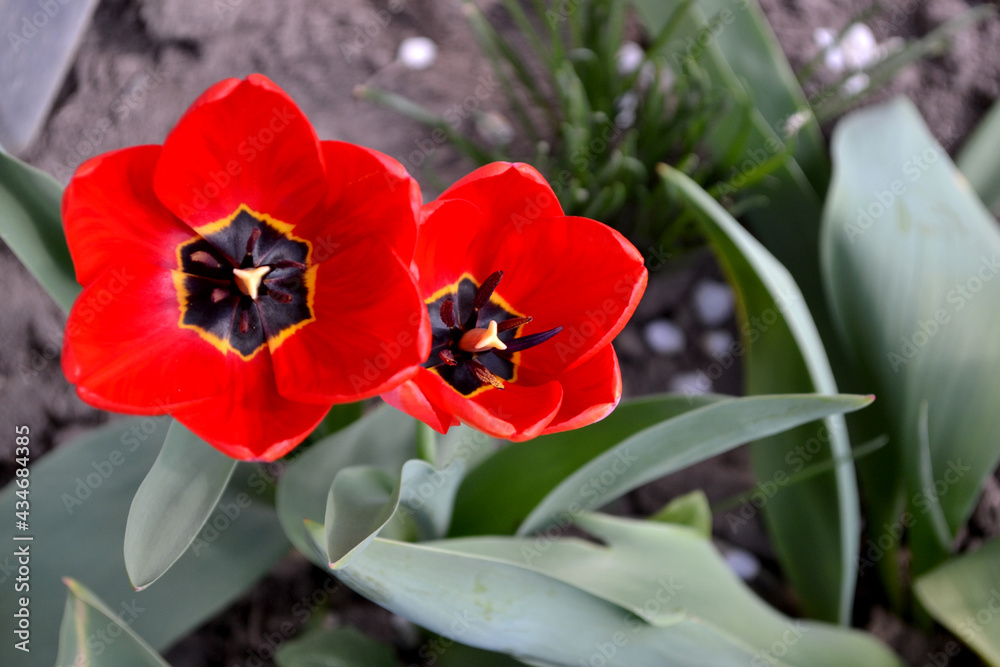 Beautiful flower abstract background of nature. Spring landscape. Tulip. Tulipa Beautiful flower abstract background of nature. Spring landscape. Tulip. Tulipa