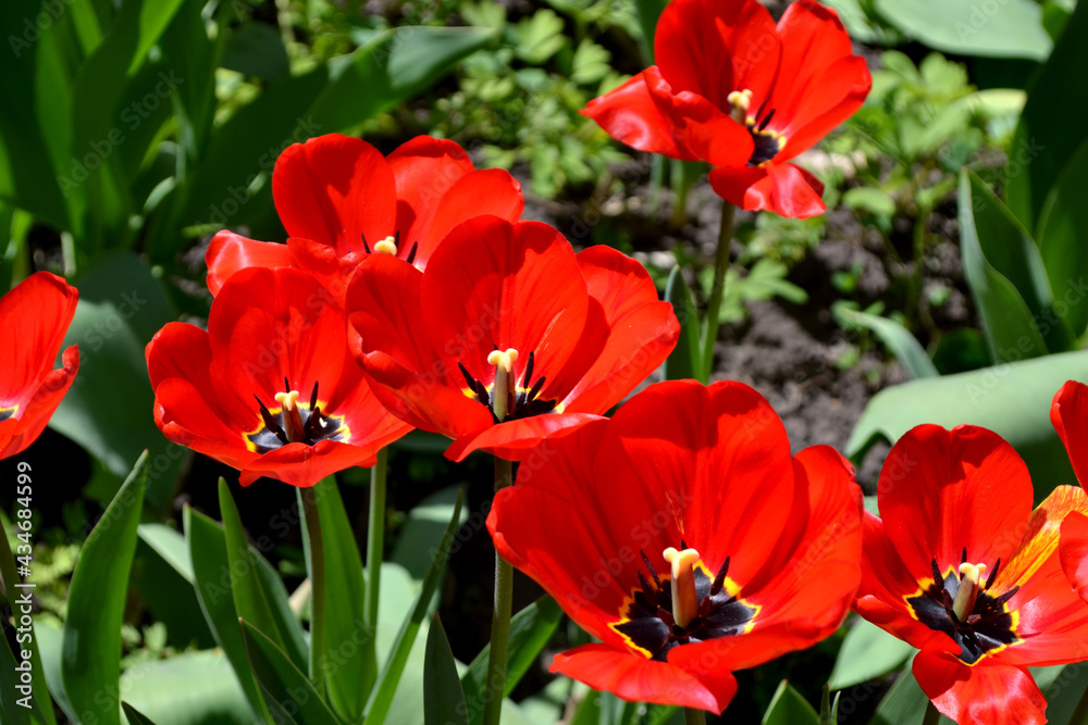 Perennial flowering plant. Tulip. Tulipa. Beautiful flower abstract background of nature. Red flowers