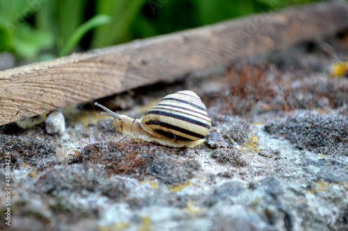 Striped snail. Snail creeping on a stone. Cepaea