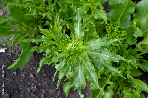 Horseradish. Armoracia rusticana. Beautiful herbal abstract background of nature. Spring landscape. Popular cooking seasoning. Home plants, products. Gardening