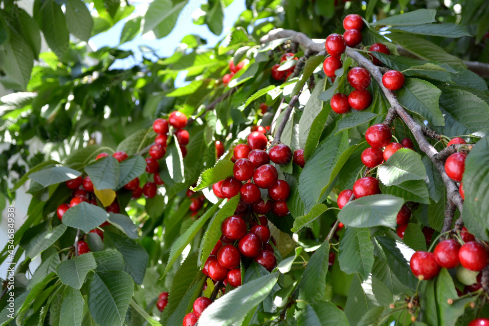 Beautiful background of nature. Sweet cherry. Prunus avium