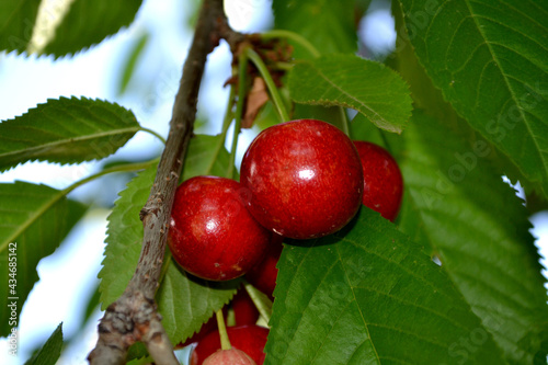Beautiful background of nature. Sweet cherry. Prunus avium