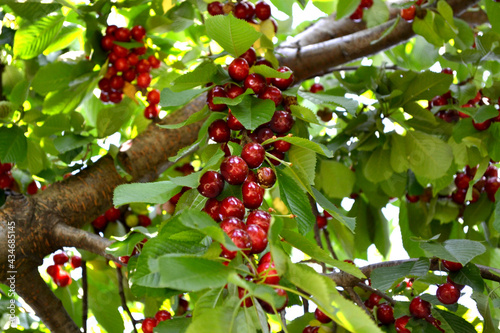 Beautiful background of nature. Sweet cherry. Prunus avium