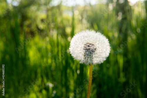 dandelion in nature on a green background