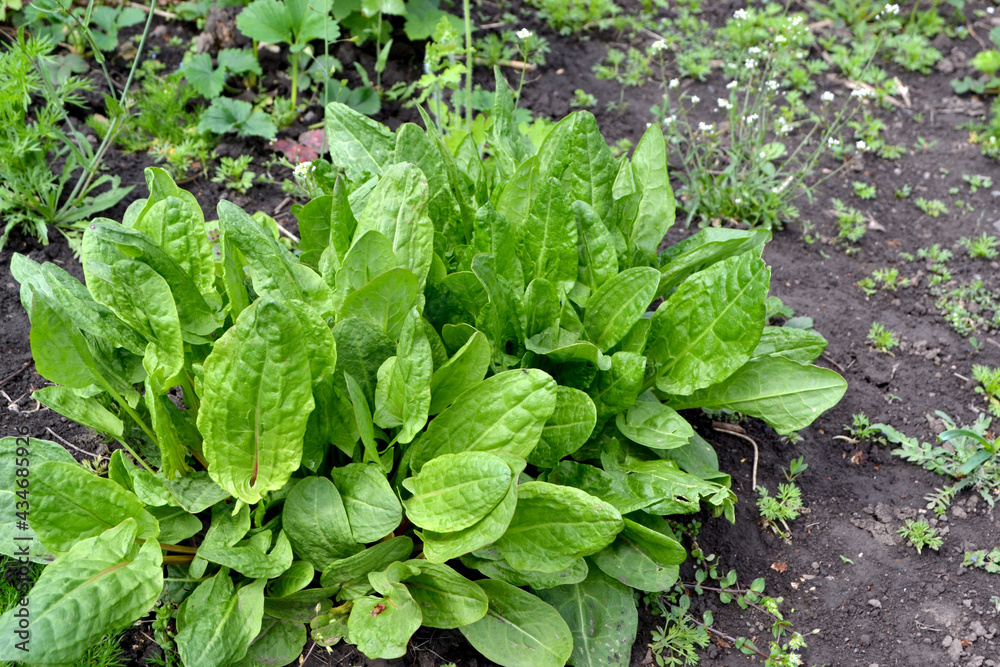Sorrel. Beautiful herbal abstract background of nature. Rumex. Perennial herb. Spring landscape. Popular cooking seasoning. Home plants, products. Gardening. Natural Sorrel. Beautiful herbal abstract background of nature. Rumex. Perennial herb. Spring landscape. Popular cooking seasoning. Home plants, products. Gardening. Natural