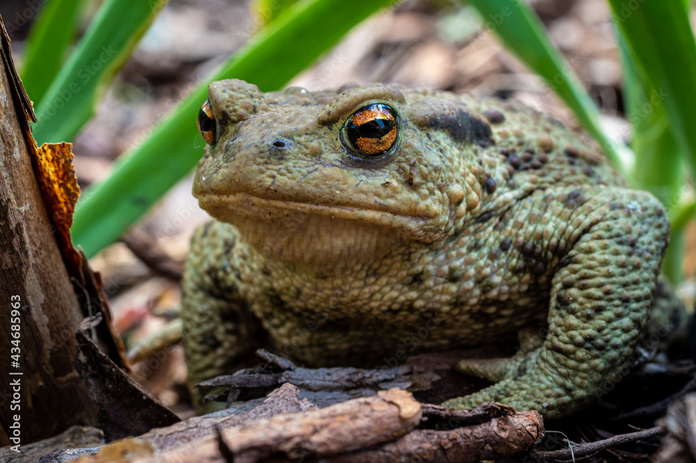 Fototapeta premium młoda ropucha szara siedzi na ziemi