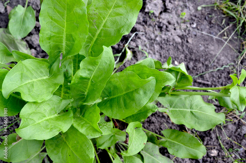 Beautiful herbal abstract background of nature. Sorrel. Rumex, perennial herb. Popular cooking seasoning
