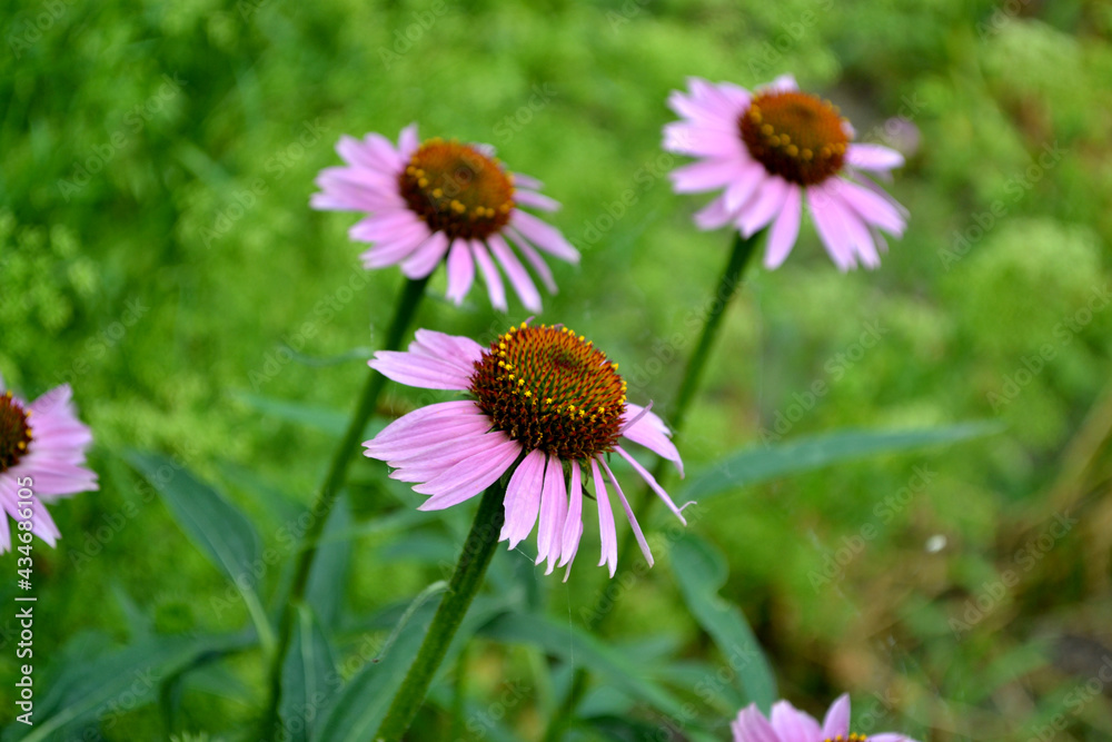 Fototapeta premium Summer landscape. Echinacea flower. Echinacea purpurea. Perennial flowering plant of the Asteraceae family. Beautiful flower abstract background of nature. Floriculture, home flower bed. Home