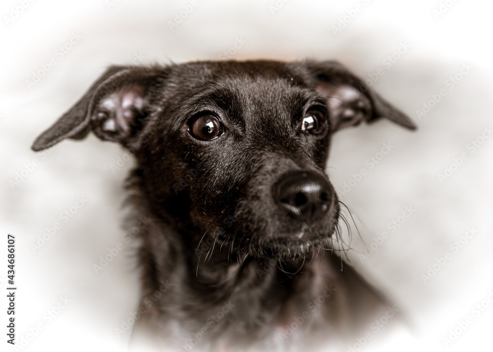 głowa czarnego psa w zbliżeniu - obrazy, fototapety, plakaty 