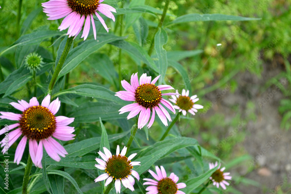 Fototapeta premium Summer landscape. Echinacea flower. Echinacea purpurea. Perennial flowering plant of the Asteraceae family. Beautiful flower abstract background of nature. Floriculture, home bed