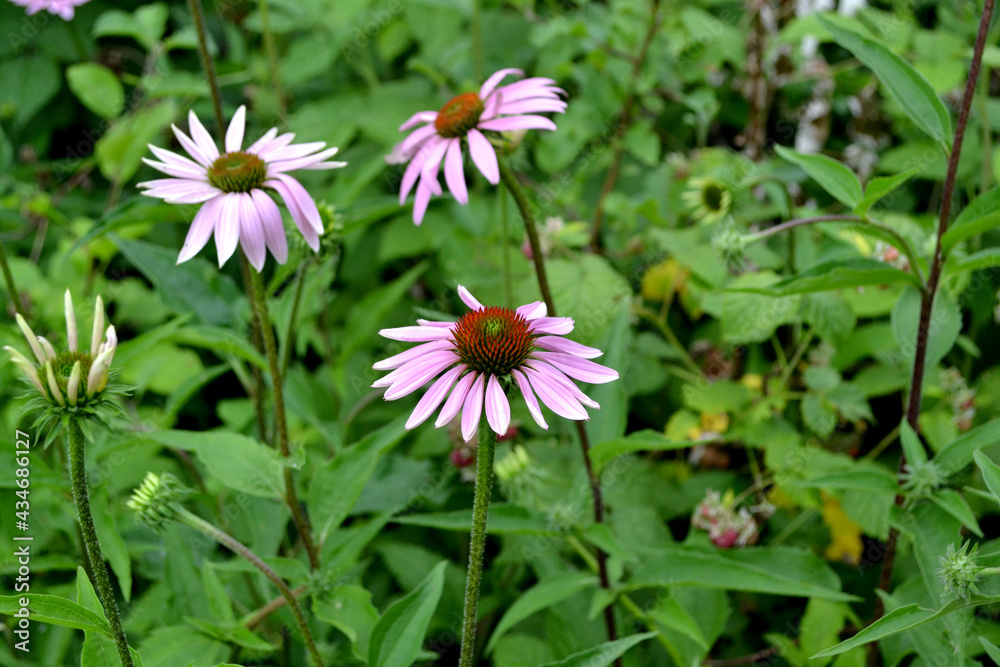 Home garden. Echinacea flower. Echinacea purpurea. Perennial flowering plant of the Asteraceae family. Beautiful flower abstract background of nature. Summer landscape. Floriculture, home Home garden. Echinacea flower. Echinacea purpurea. Perennial flowering plant of the Asteraceae family. Beautiful flower abstract background of nature. Summer landscape. Floriculture, home