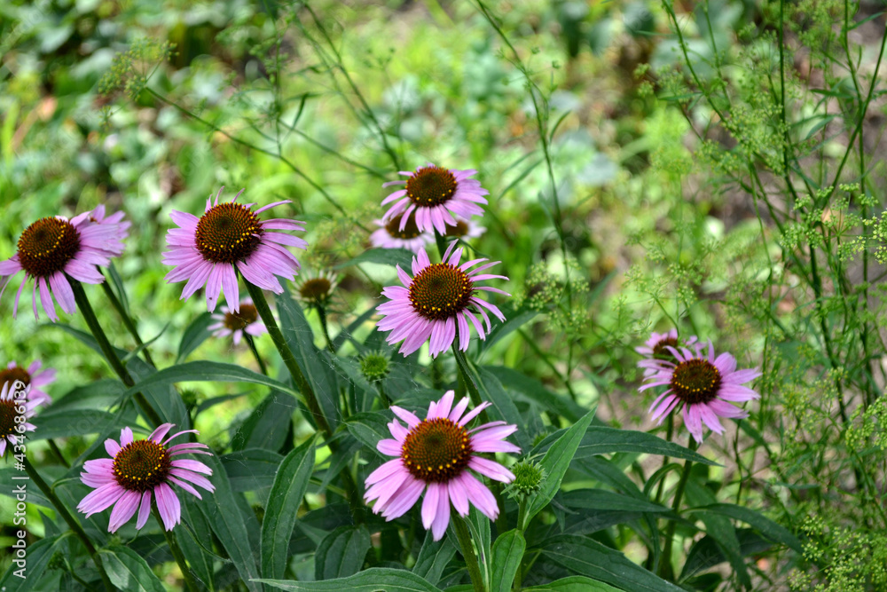 Obraz premium Echinacea flower. Echinacea purpurea. Perennial flowering plant of the Asteraceae family. Beautiful flower abstract background of nature. Summer landscape. Floriculture
