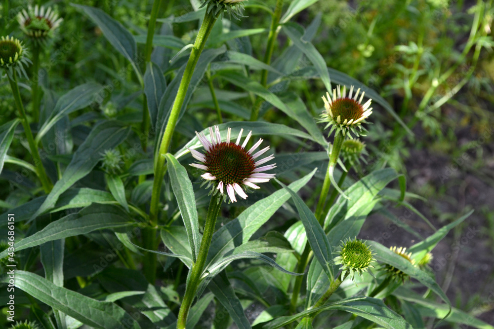 Echinacea flower. Echinacea purpurea. Perennial flowering plant of the Asteraceae family. Beautiful flower abstract background of nature. Summer landscape. Floriculture, home flower bed. Home Echinacea flower. Echinacea purpurea. Perennial flowering plant of the Asteraceae family. Beautiful flower abstract background of nature. Summer landscape. Floriculture, home flower bed. Home