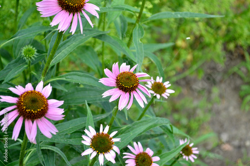 Summer landscape. Echinacea flower. Echinacea purpurea. Perennial flowering plant of the Asteraceae family. Beautiful flower abstract background of nature. Floriculture  home bed