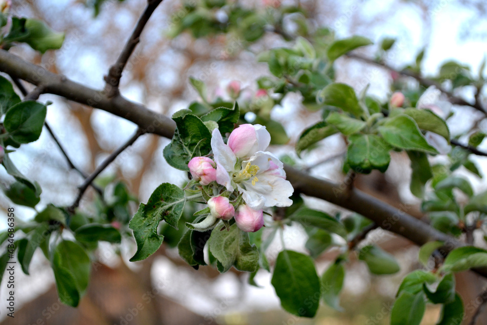 Obraz premium Apple tree. Beautiful floral spring abstract background of nature. Malus