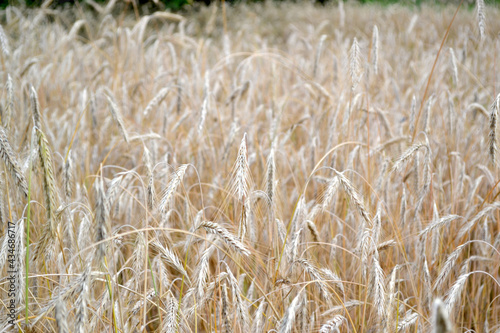 Barley. Cereal crops. Hordeum. Growing bread. Beautiful herbal abstract background of nature