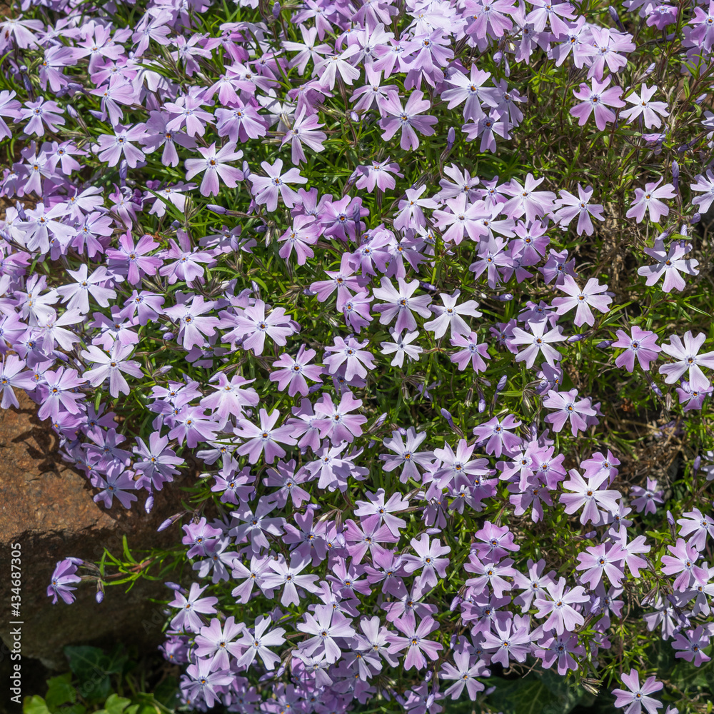 Obraz premium Nature background of purple creeping phlox, moss phlox or mountain phlox. Blooming phlox in the spring garden, top view close-up. Rockery with a small pretty purple flower.