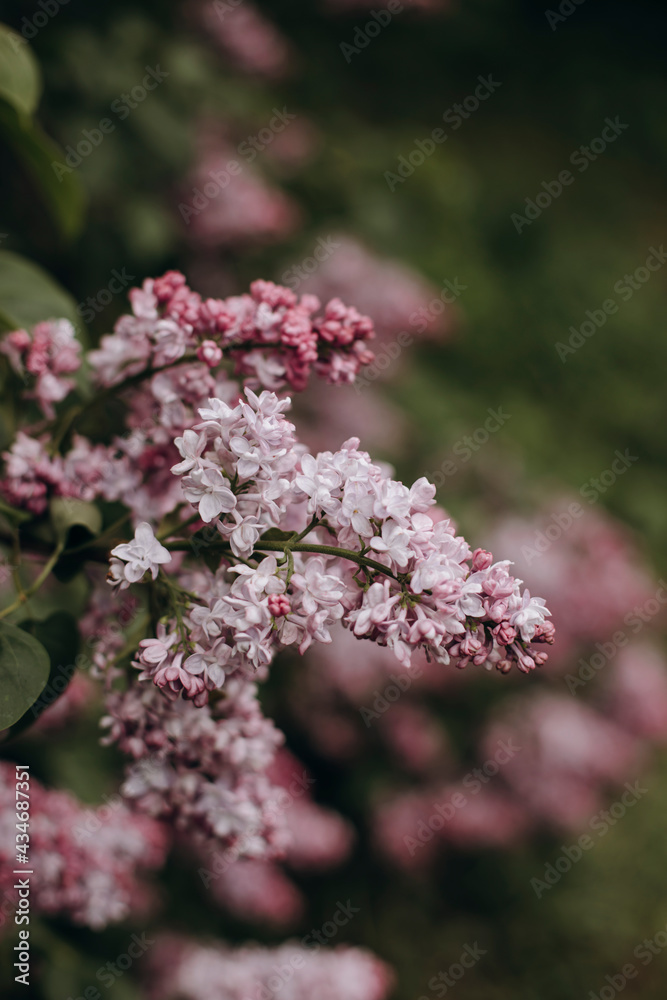 blooming branches of lilac close-up. macro photo of a lilac in a garden or park. blooming branches of lilac close-up. macro photo of a lilac in a garden or park.