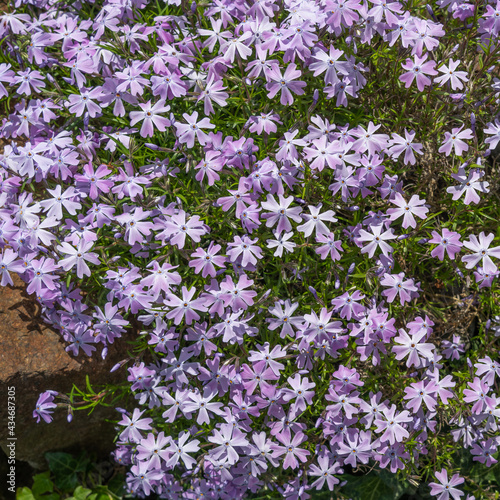 Nature background of purple creeping phlox  moss phlox or mountain phlox. Blooming phlox in the spring garden  top view close-up. Rockery with a small pretty purple flower.