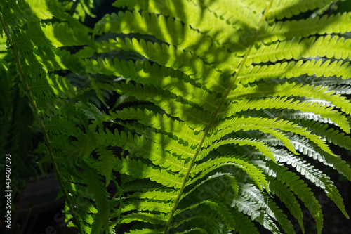 Close-up of fern leaves in sunlight. Nature background.