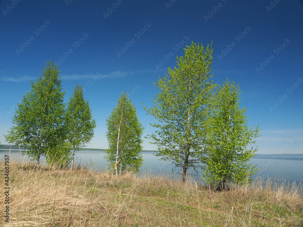 Trees by the river. Russian summer nature. Russia, Ural, Perm region