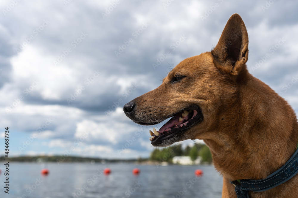 Beautiful adult red dog portrait. Funny red brown dog smiling enjoying walking outdoors at sea shore. Muzzle of beautiful adult doggy smiling with white teeth during the journey.