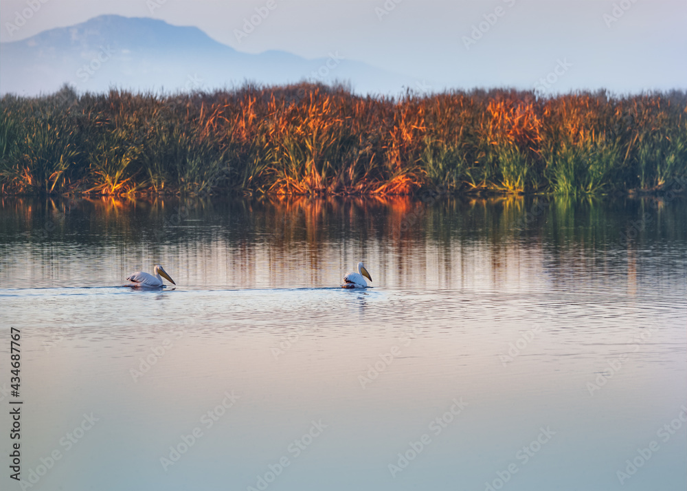 Two Great White Pelicans searching for food on a lake in the morning light. False Bay Nature Reserve, Cape Town, South Africa.