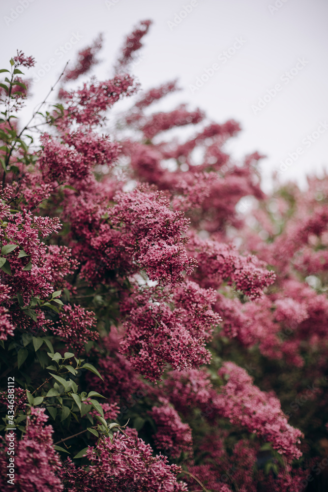 lush blooming lilac bushes in the garden. blossoming branches of lilacs in the park. lush blooming lilac bushes in the garden. blossoming branches of lilacs in the park.