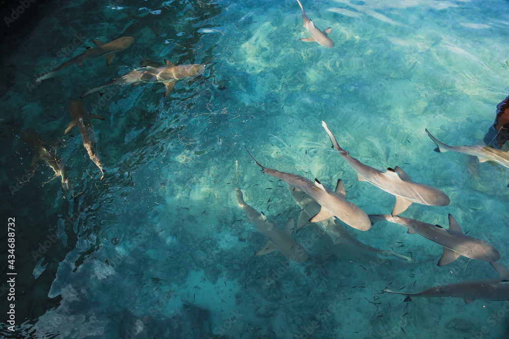 Group of baby sharks swimming in transparent sea water at Karimun Jawa