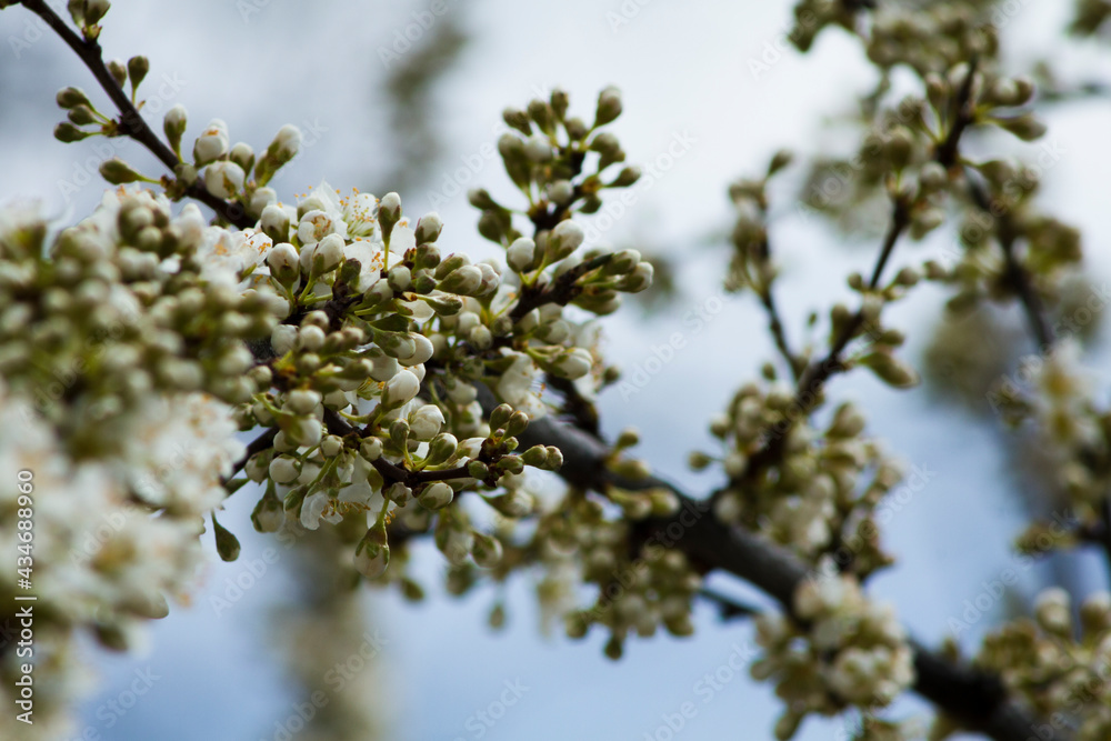 Close up of plum tree buds in a park. Close up of plum tree buds in a park.