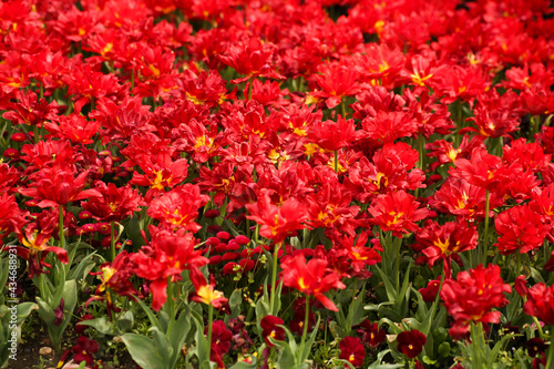 Red tulips blooming in the garden, open heads of flowers are many.