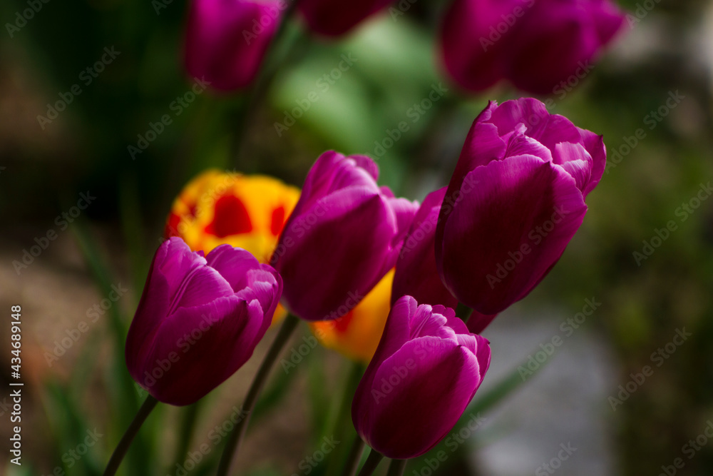 Obraz premium Dark purple tulips in a garden.