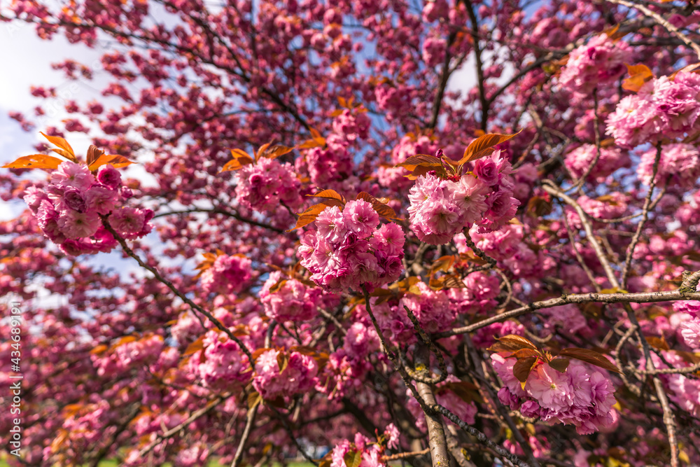 Beautiful cherry tree blossoms in spring Beautiful cherry tree blossoms in spring