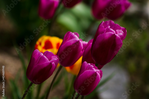 Dark purple tulips in a garden.
