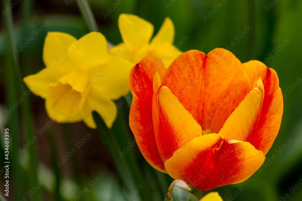 Obraz premium Fire orange tulip with yellow trumpet daffodil in the background.