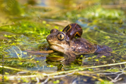European Spadefoot Toad, Pelobates fuscus, with leech attached to neck. Wild frog with a parasite sucking blood in wetland. Amphibian resting in a wetland. photo