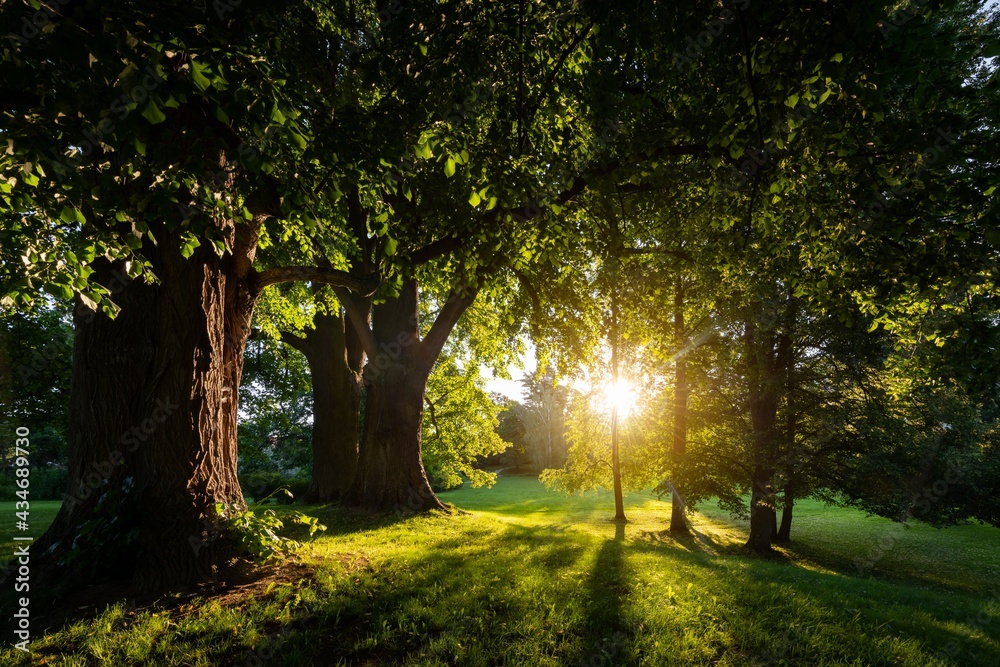 Obraz premium Beautiful morning in the park. Postive scene with old linden trees and direct sunlight.