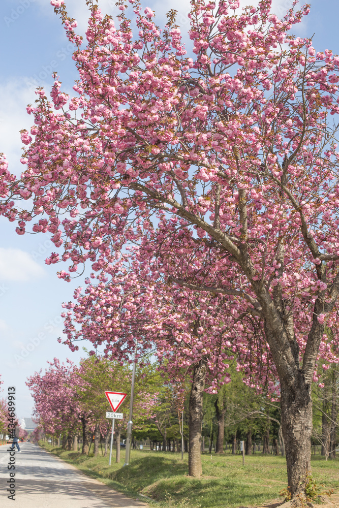 Pink double cherry blossoms in full bloom. Pink double cherry blossoms in full bloom.