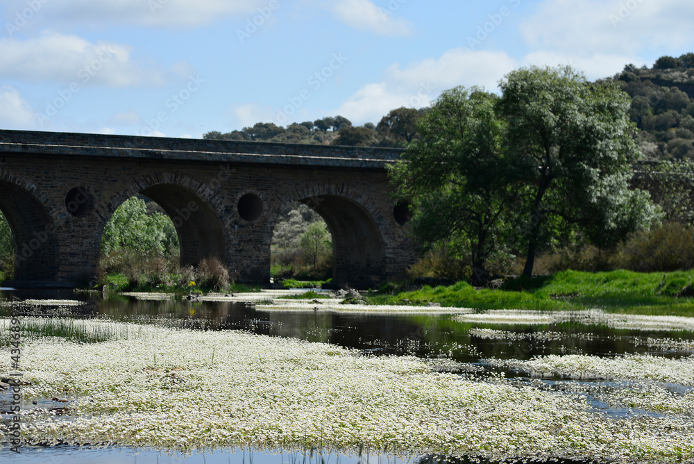 Bridge over the Tozo river full of Ranunculus aquatilis or aquatic buttercup is a species belonging to the Ranunculaceae family that inhabits rivers and streams