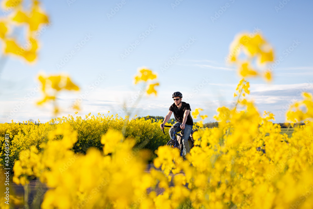 Man riding a bicycle through a canola field in full bloom