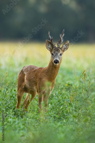 Roe deer, capreolus capreolus, standing on meadow in summer in vertical shot. Roebuck with strong antlers looking to the camera on field. Wild mammal staring on grassland.
