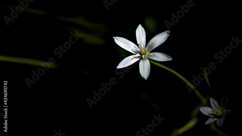 Decorative white flower, insect lures.Beautiful wild flowers.Small white flowers.A gentle, elegant image.Interior work.Bright and very attractive, motley flower. © Valerii
