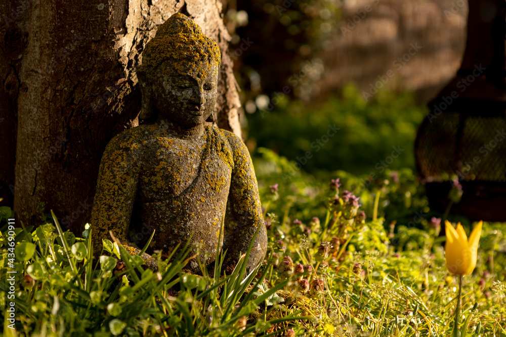 Buddha statue overgrown by moss sitting in garden grass against a tree with  a vibrant yellow Dutch tulip growing in front of it catching sunrise  sunlight. Spiritual and peaceful mindfulness concept. Stock-bilde