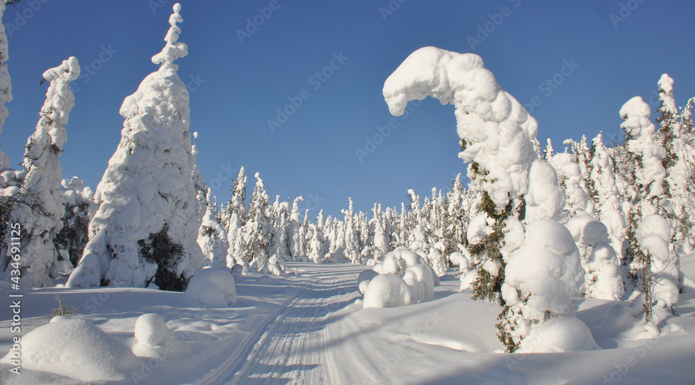 Snowy snowmobile path among frozen pine and spruce trees in Northern Karelia in sunny winter day, Paanajarvi National Park is the land of well-preserved wild nature Snowy snowmobile path among frozen pine and spruce trees in Northern Karelia in sunny winter day, Paanajarvi National Park is the land of well-preserved wild nature