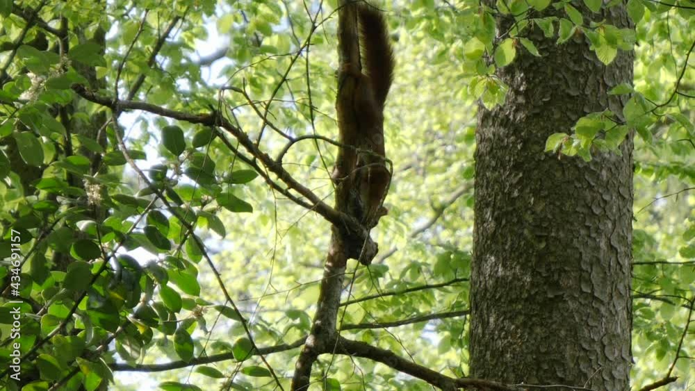 Sciurus vulgaris climbs down a tree branch head first. Sciurus vulgaris climbs down a tree branch head first.