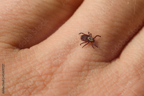 The tick crawls along the hand. Carrier of dangerous diseases © penyushkin