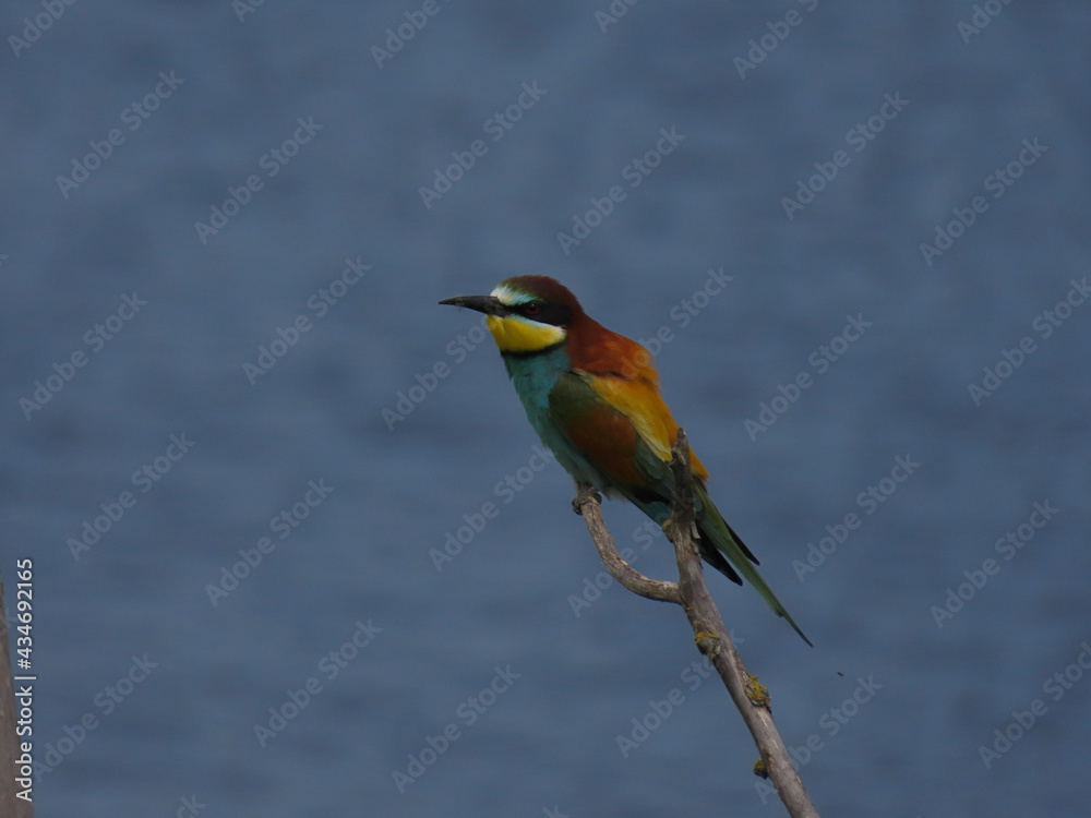 Obraz premium European bee-eater (Merops apiapster) perched a dry tree branch. Colorful bird in nature.